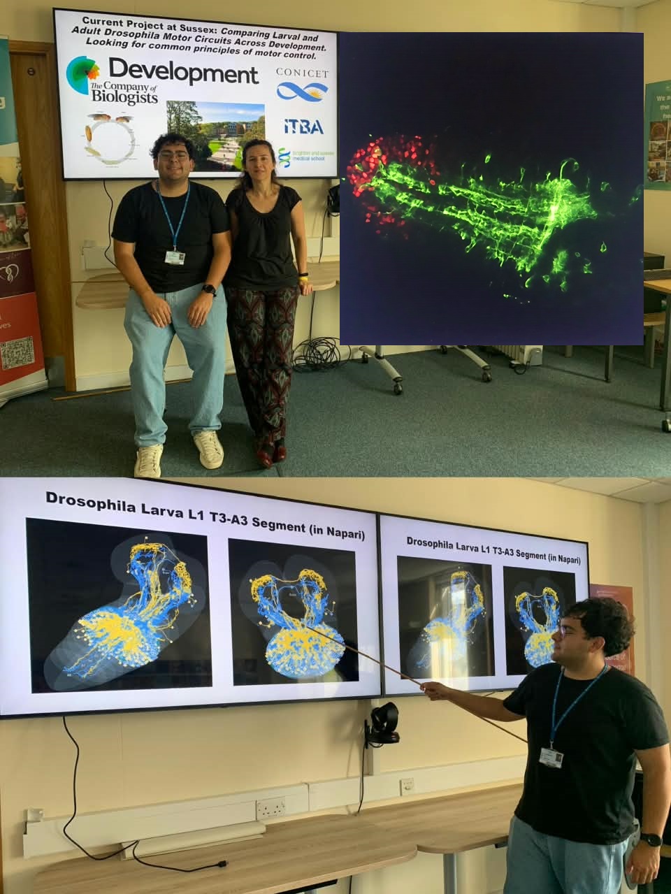 Collage of my research visit and presentation at Jimena Berni's lab